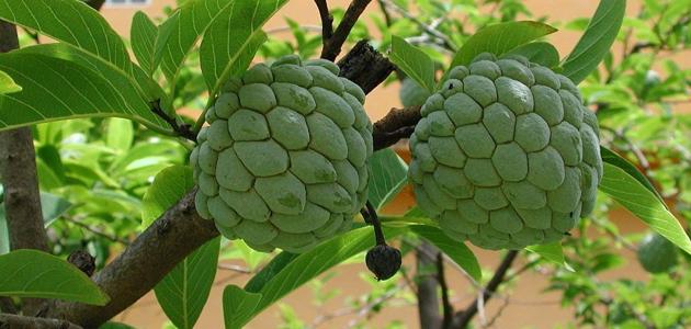 كتاب طريقة المقال